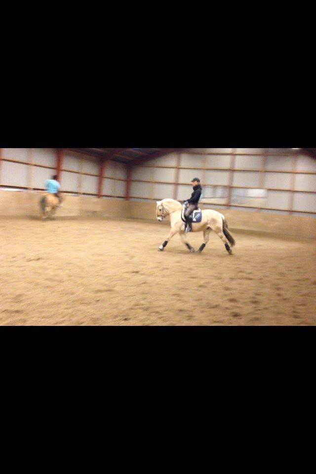 Fjordhest Pelle Lønbjerg billede 20