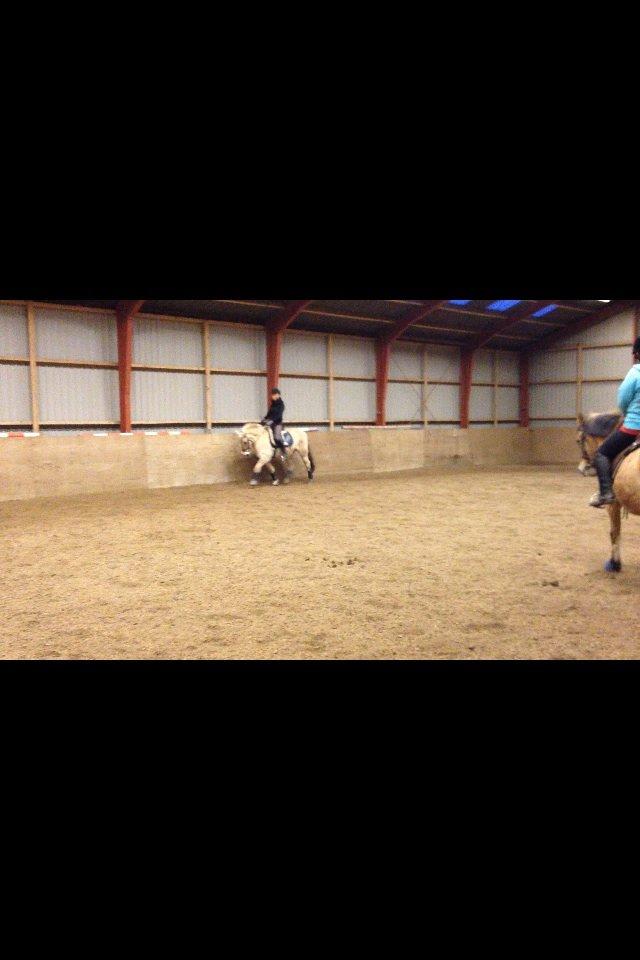 Fjordhest Pelle Lønbjerg billede 21