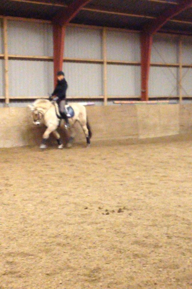 Fjordhest Pelle Lønbjerg billede 22