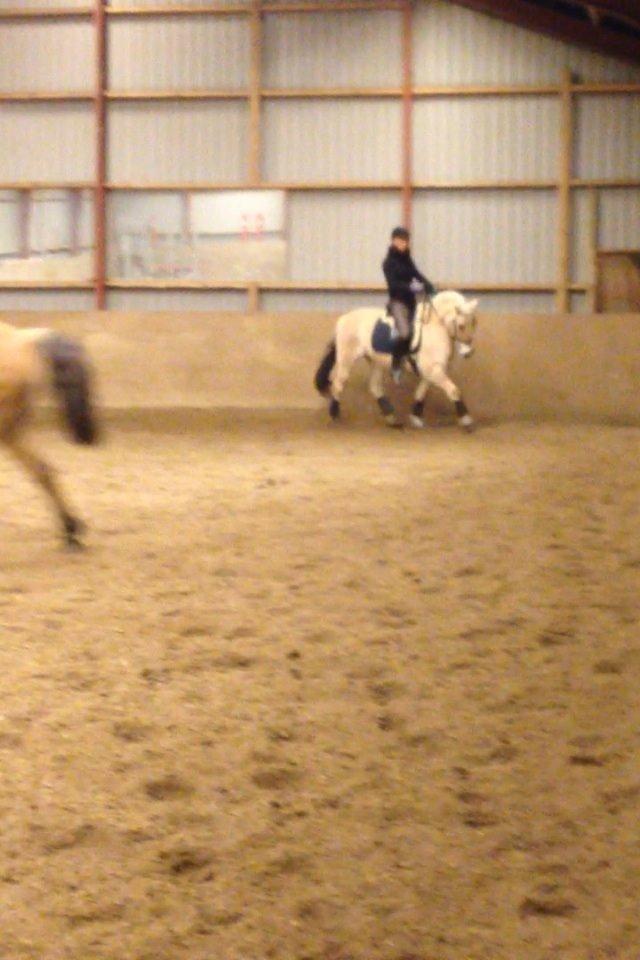 Fjordhest Pelle Lønbjerg billede 23