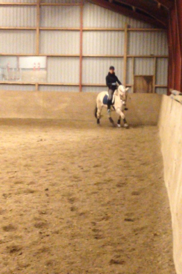 Fjordhest Pelle Lønbjerg billede 24