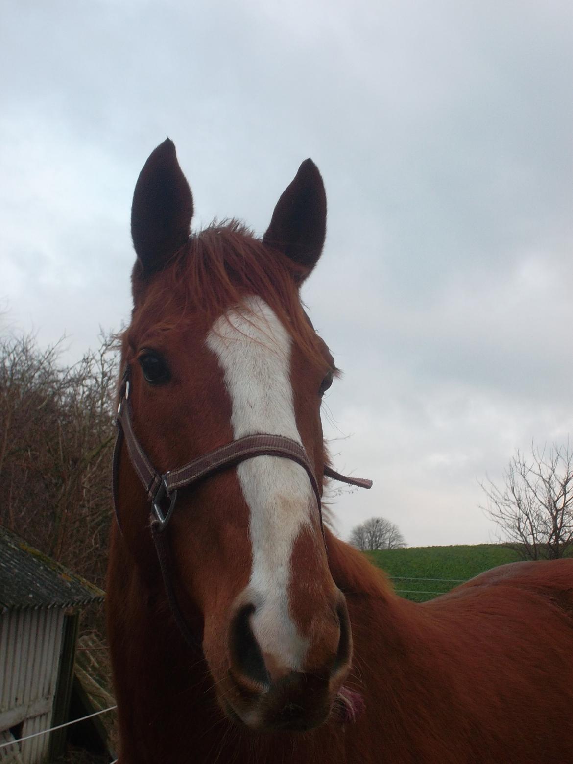 Fuldblod (XX) Avalon billede 1