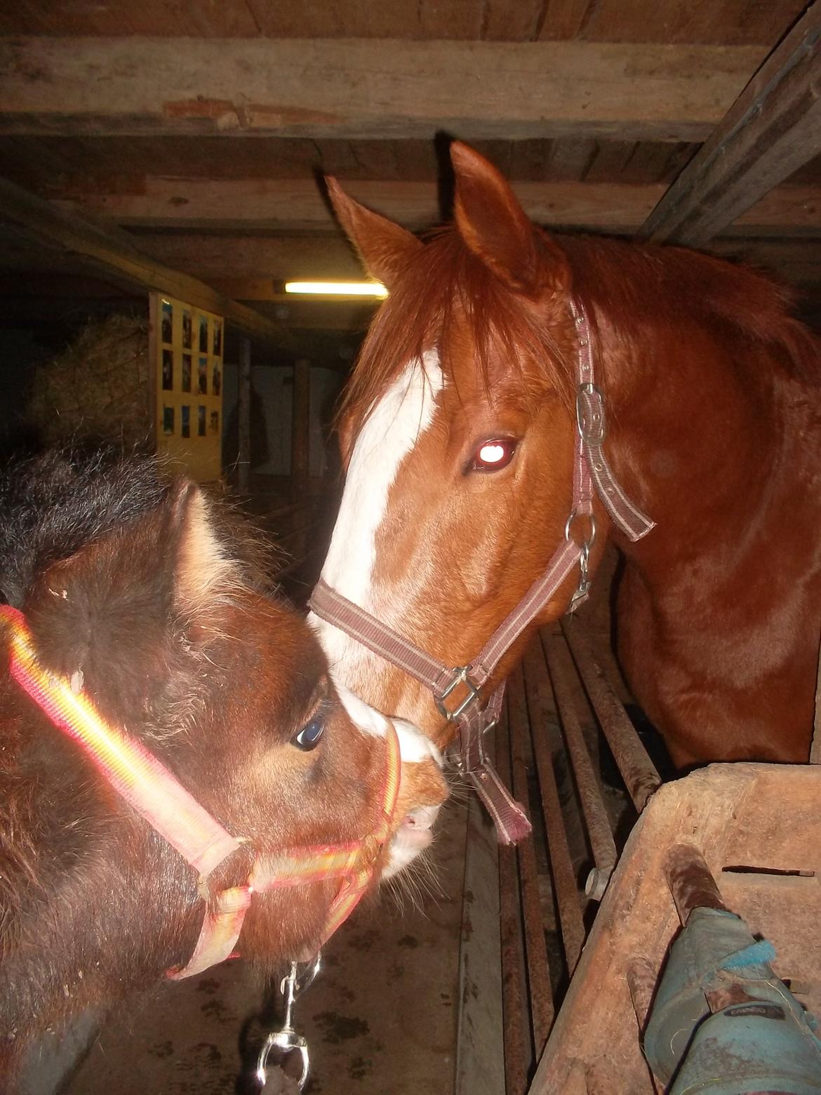 Fuldblod (XX) Avalon - Ava og Casa hilser på hinanden for første gang billede 4