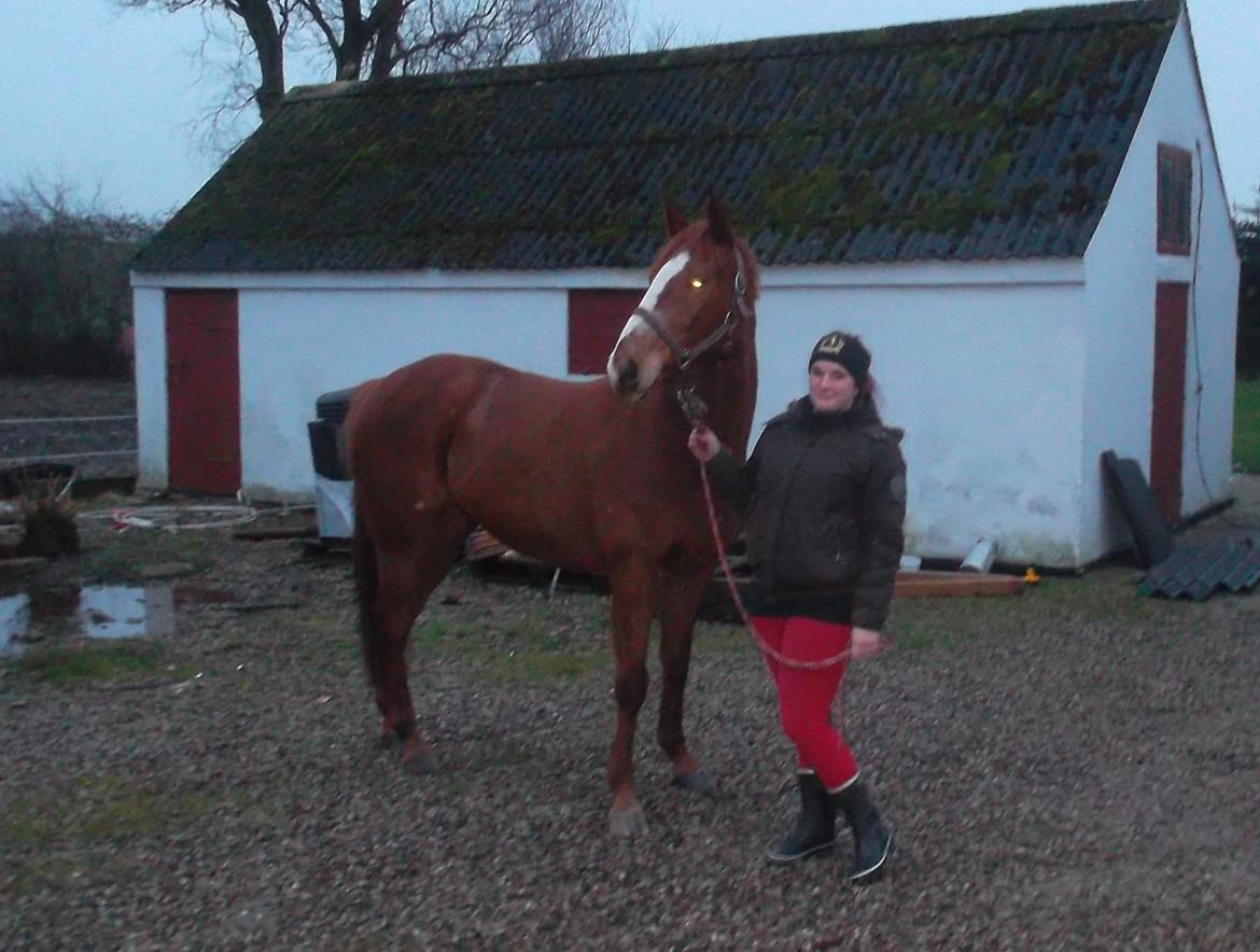 Fuldblod (XX) Avalon - Da han lige var kommet hjem til mig billede 2