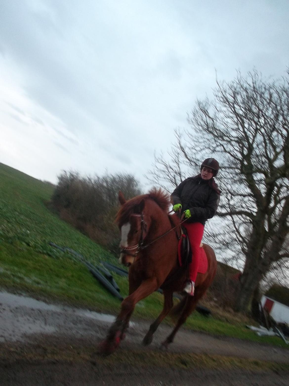 Fuldblod (XX) Avalon billede 5