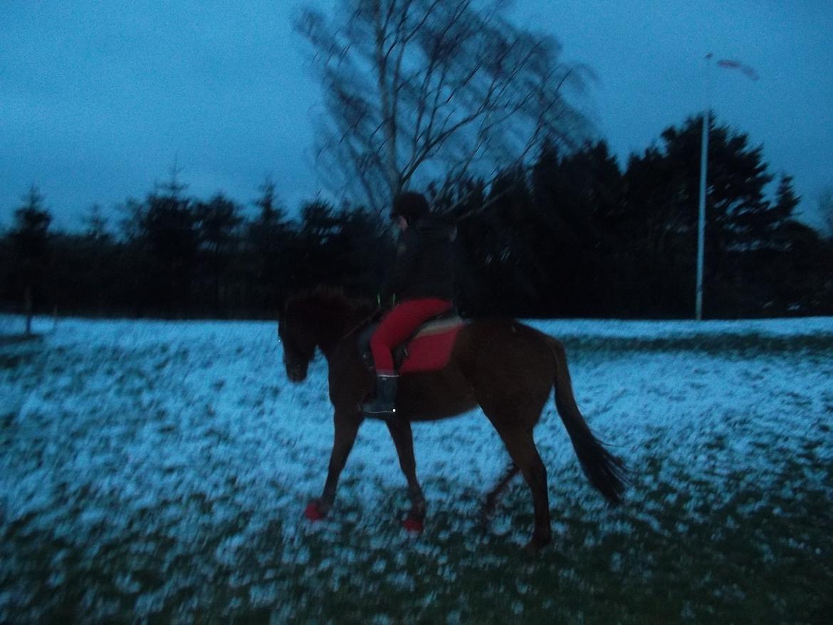 Fuldblod (XX) Avalon billede 6