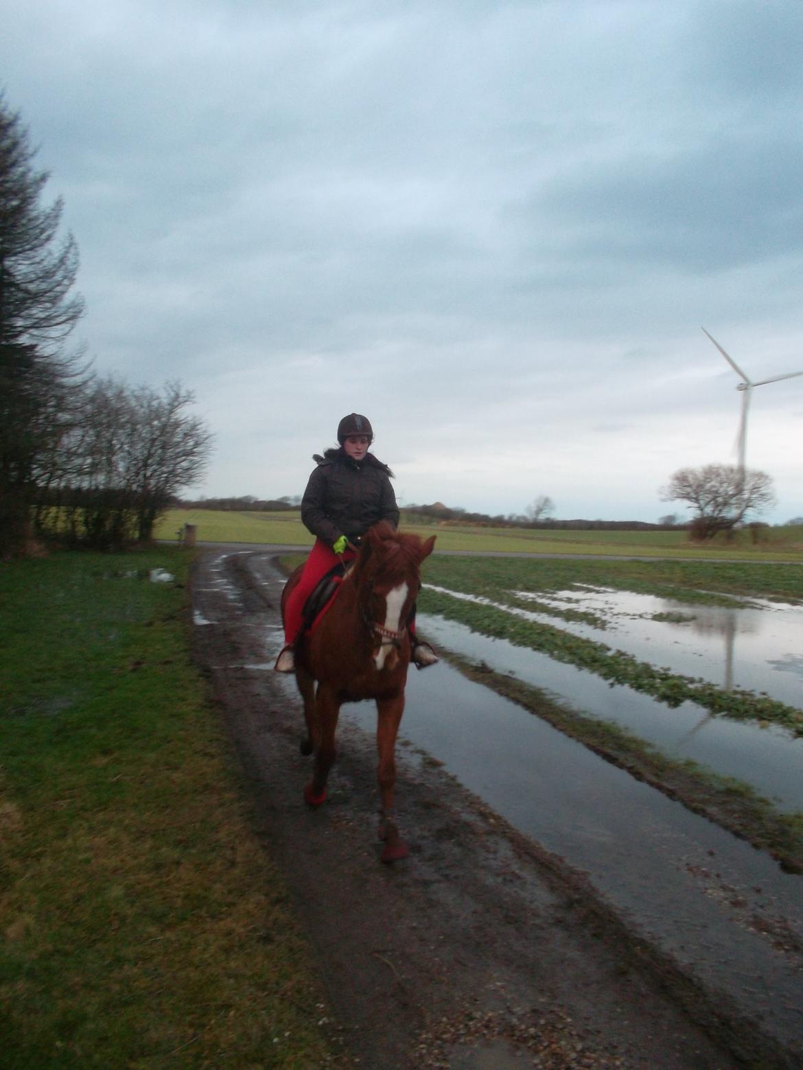 Fuldblod (XX) Avalon billede 7