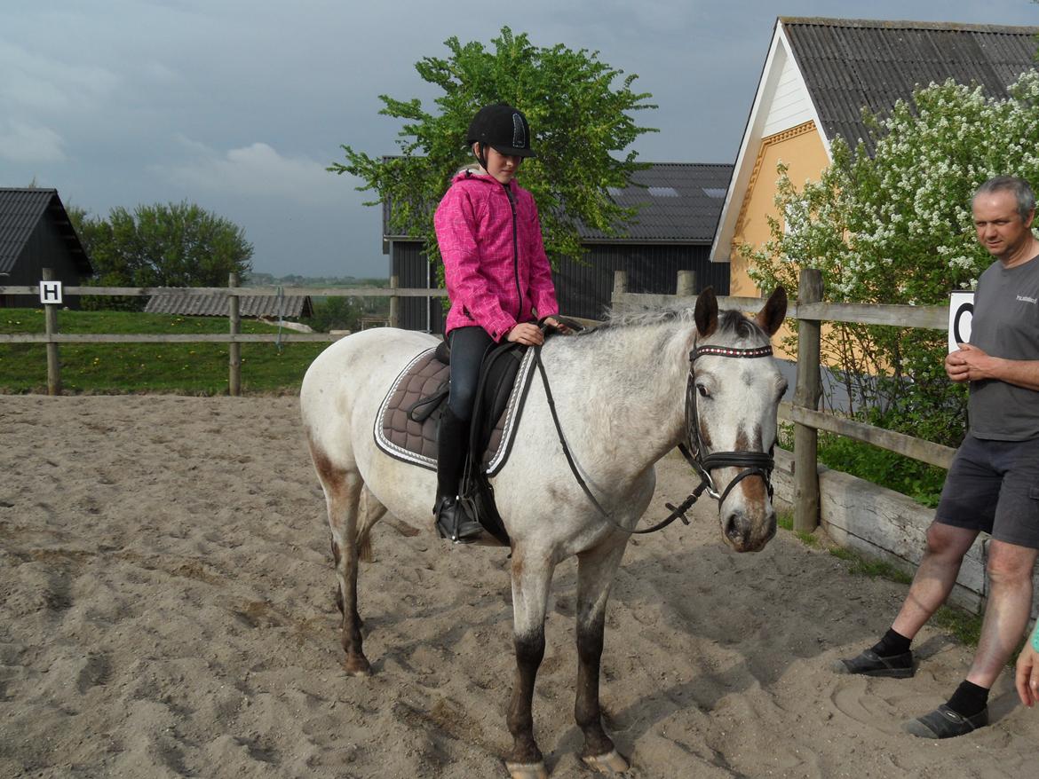 Knabstrupper Rufus den almægtige billede 10