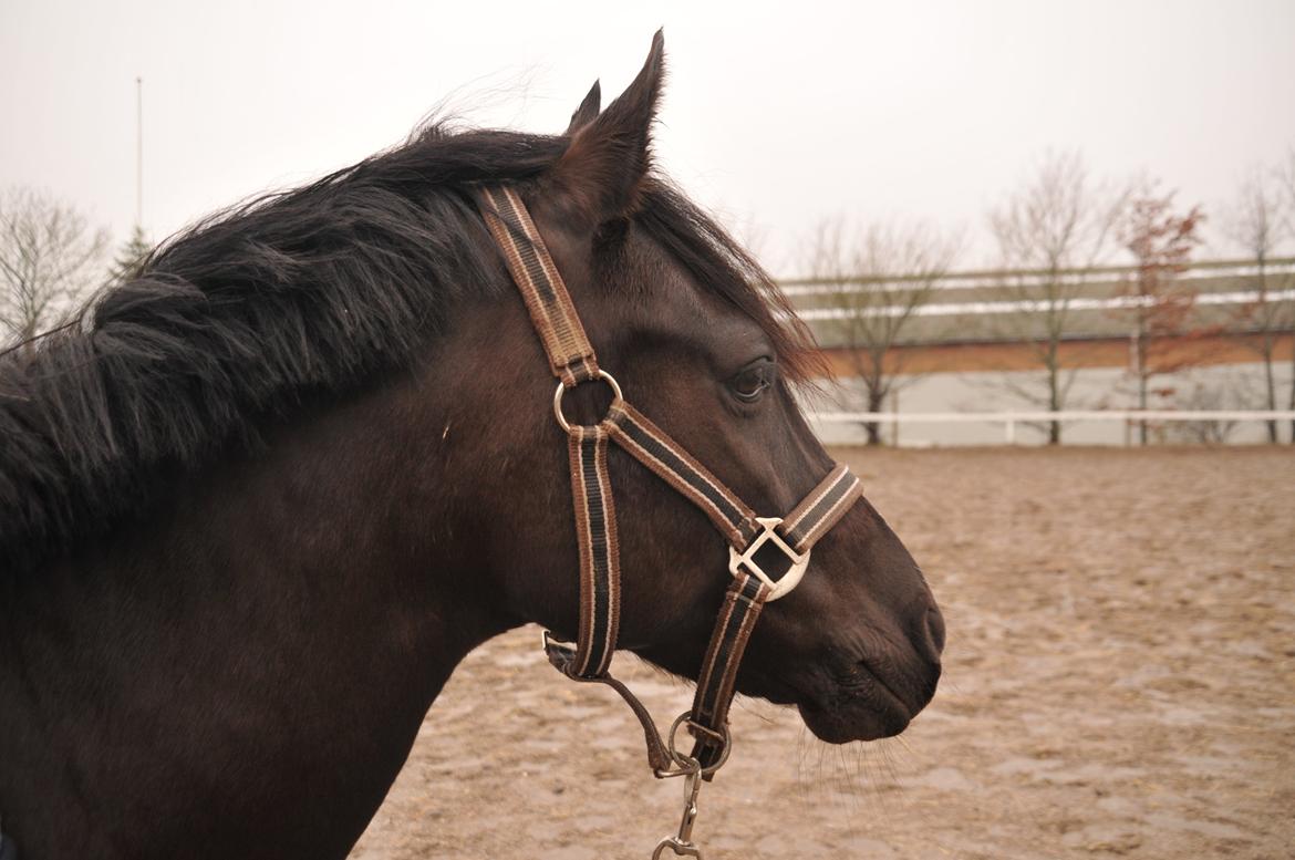 New Forest Iris B-PONY billede 18