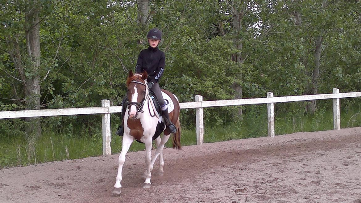 Anden særlig race India - Dejlige India midt i en god time. <3 billede 14