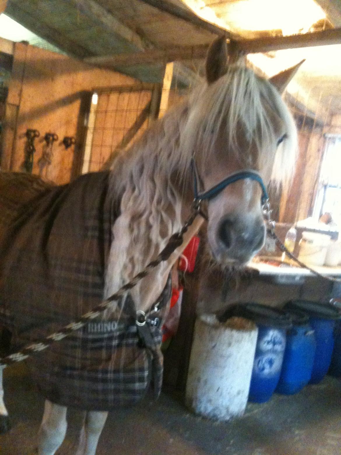 Haflinger Haffe (Santana RH) billede 11