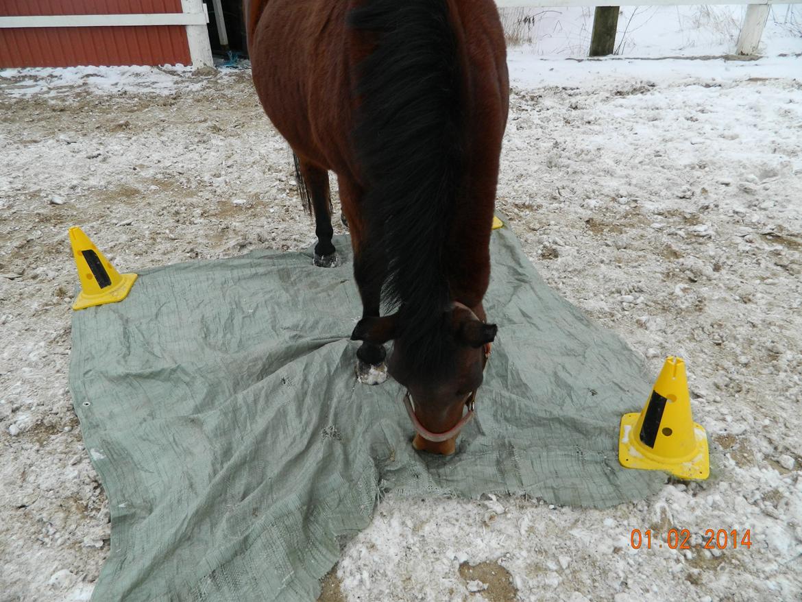 New Forest Cayenne  billede 14