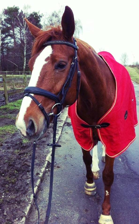 Dansk Varmblod Red Passion - Eddie og jeg ude at gå/skridte af efter en super træning <3 9/2 2014 Foto: mig billede 1