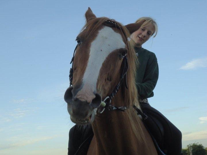 Hollandsk Sportspony nancy billede 5