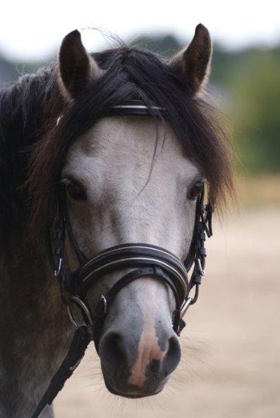Welsh Pony (sec B) Korreborg's Barolo (SOLGT) :'(<3 billede 2