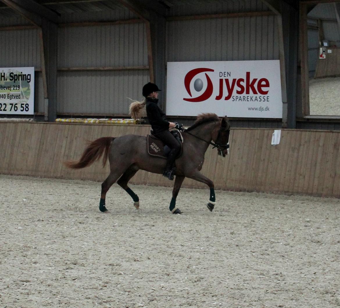 New Forest Koedijks Milano *Låner* - Hej Velkommen til søde Milanos profil (-: <3
Læg meget gerne en kommentar og en bedømmelse! (-: billede 4