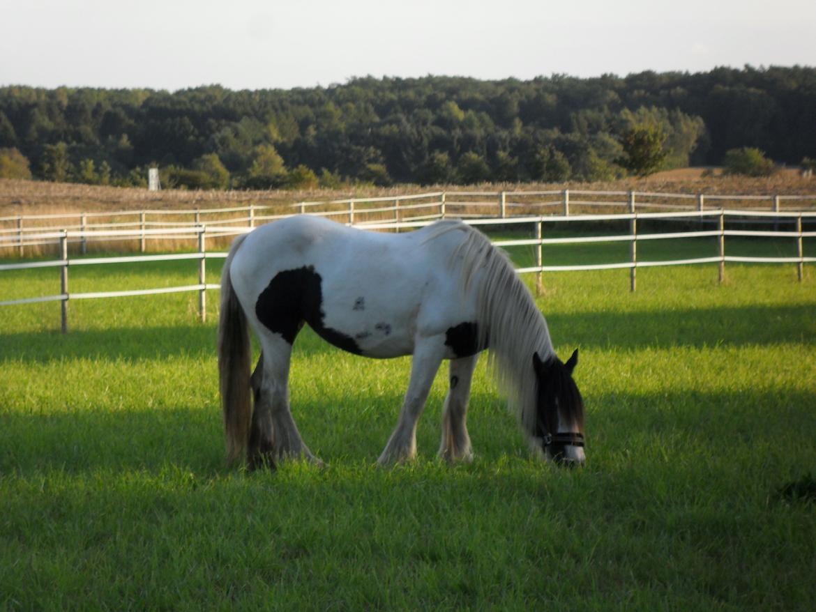 Irish Cob Holly - Hygge på folden billede 5