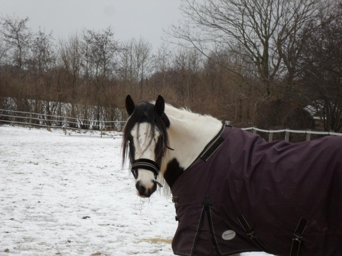 Irish Cob Holly billede 11