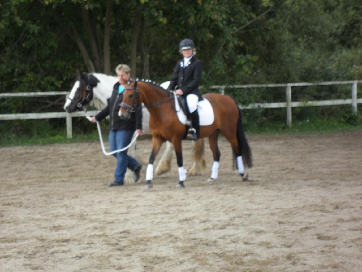 Irish Cob Holly - Med sprillen til stævne. billede 9