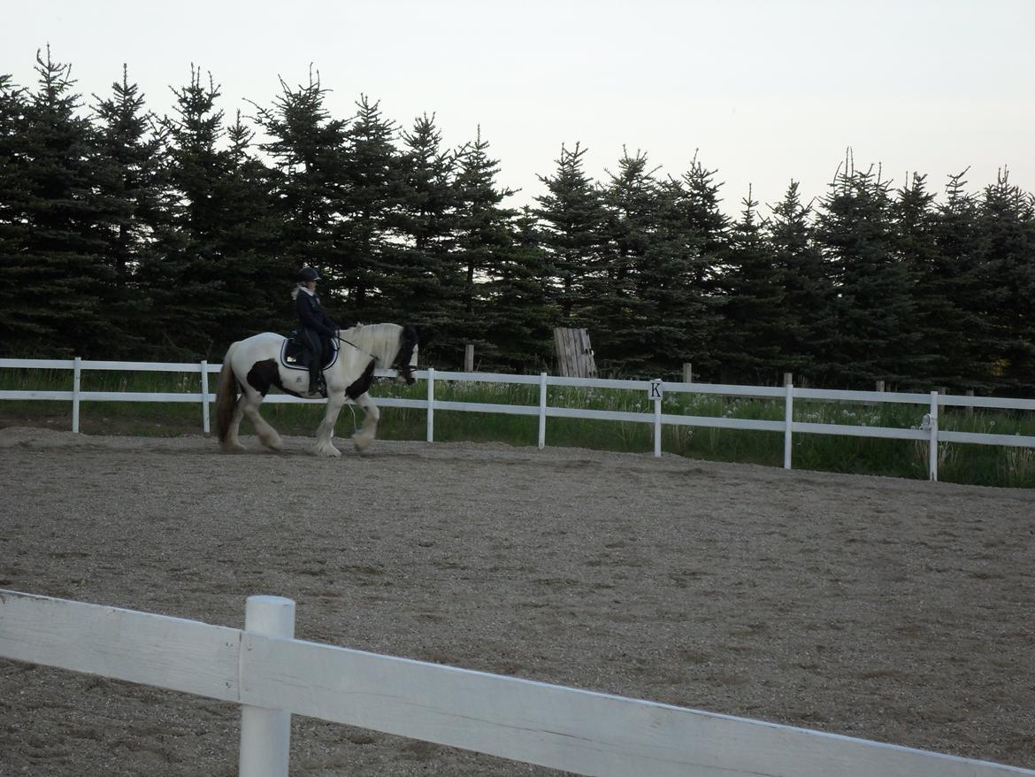 Irish Cob Holly billede 12