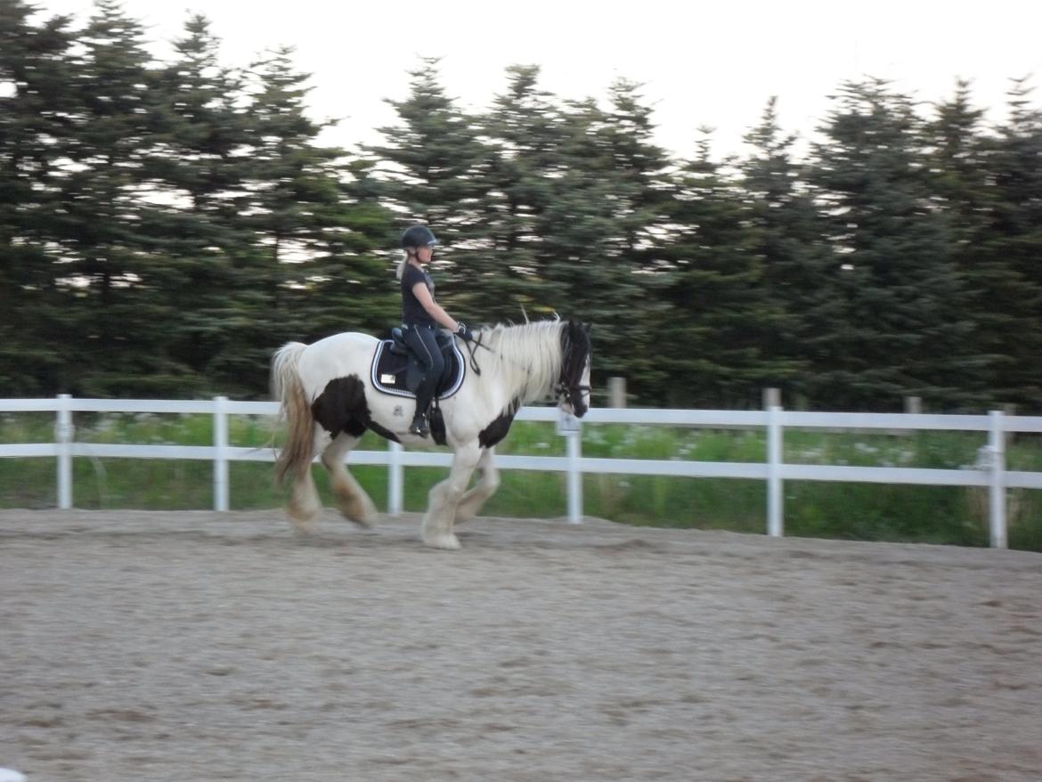 Irish Cob Holly - Holly og Michelle i galop billede 13