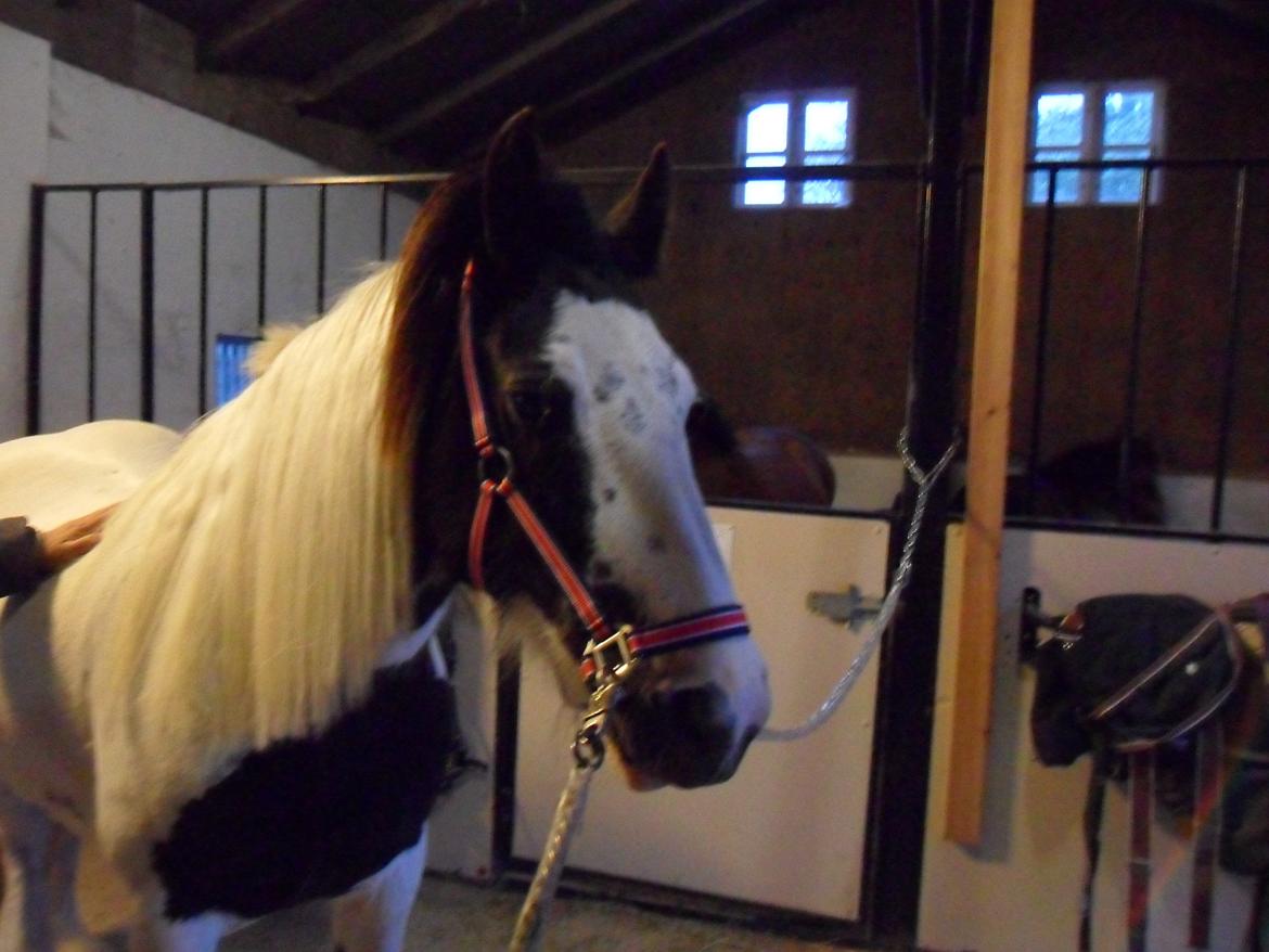 Irish Cob Holly billede 14