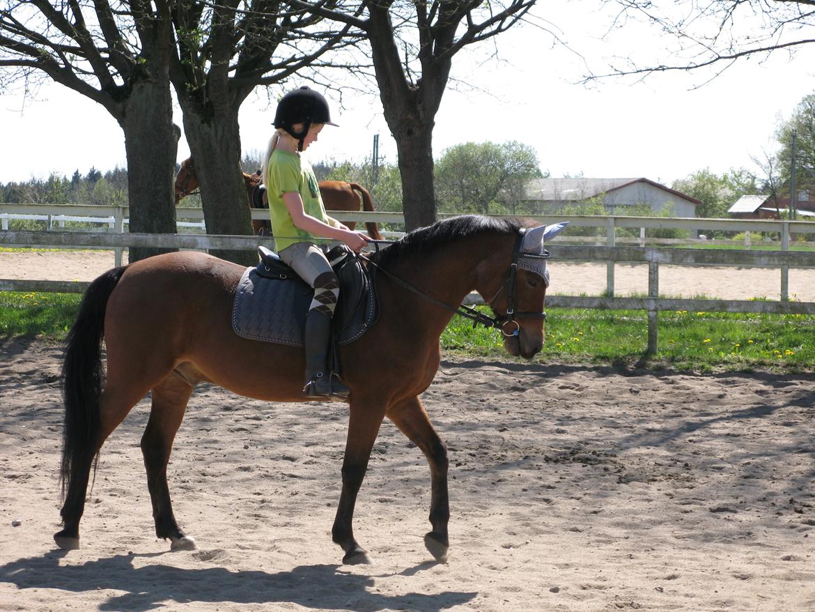 New Forest Blue Bell  † - Lindegaarden 2007. Den bette ski kunne godt!  billede 11