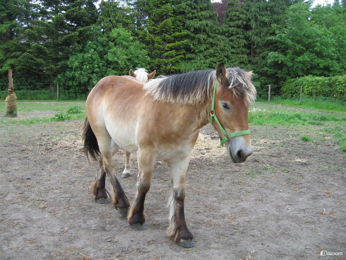 Belgier Alberte af toftebo (Berte) R.I.P smukke tøs - Alberte som plag billede 4