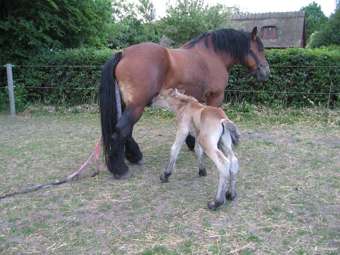 Belgier Alberte af toftebo (Berte) R.I.P smukke tøs - Alberte som ny født og som drikker for første gang <3 <3 billede 5