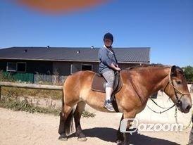 Belgier Alberte af toftebo (Berte) R.I.P smukke tøs - Alberte med rytter på for første gang billede 12