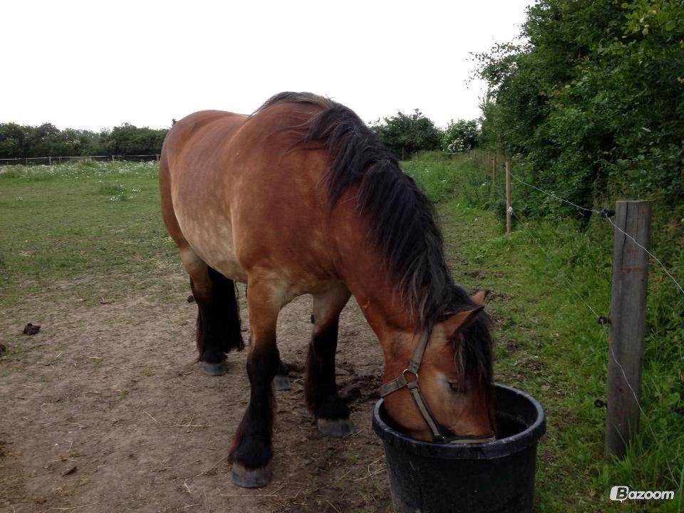 Belgier Alberte af toftebo (Berte) R.I.P smukke tøs billede 14