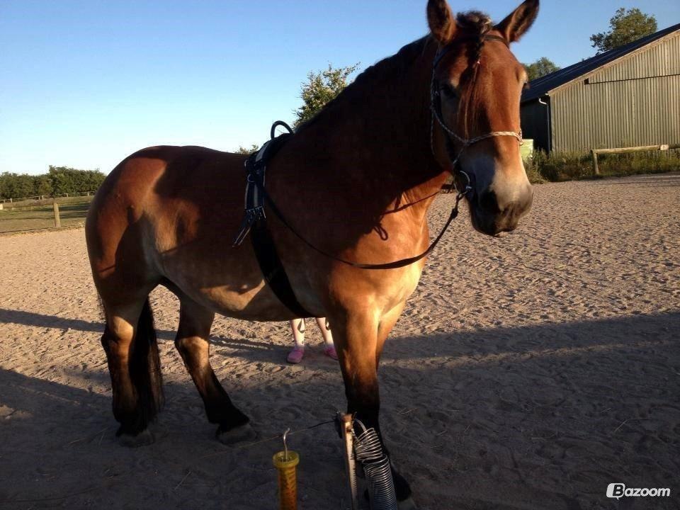 Belgier Alberte af toftebo (Berte) R.I.P smukke tøs - Alberte igang med tilkørlse <3 billede 3