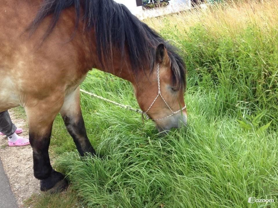 Belgier Alberte af toftebo (Berte) R.I.P smukke tøs billede 9