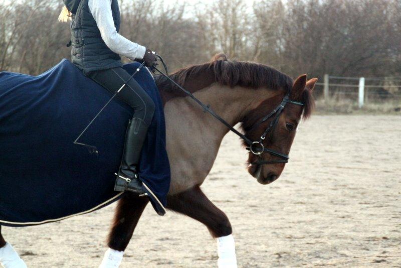 Connemara Quiva <3 - <3 - 10/2-14 billede 46