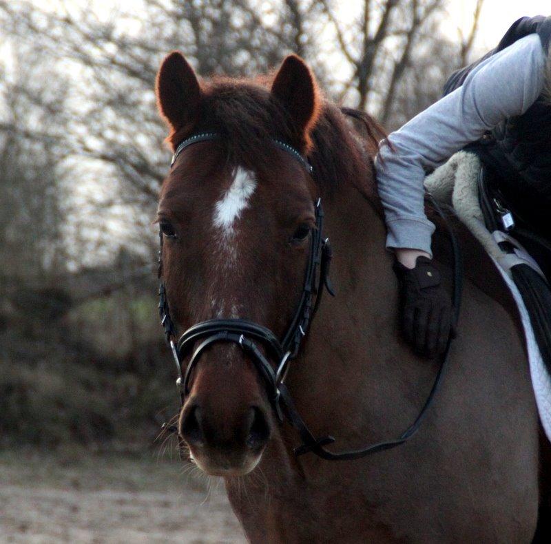 Connemara Quiva <3 - Alt for dejlig at se på <3 -  10/2-14 billede 19