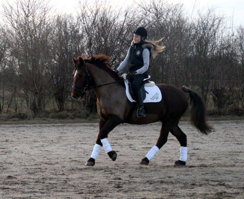 Connemara Quiva <3 - Galoptræning d. 10. februar 2014 billede 2