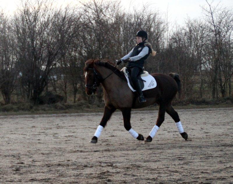 Connemara Quiva <3 - Han har efterhånden fået rimelig godt styr på sine øgninger! - 10/2-14 billede 6