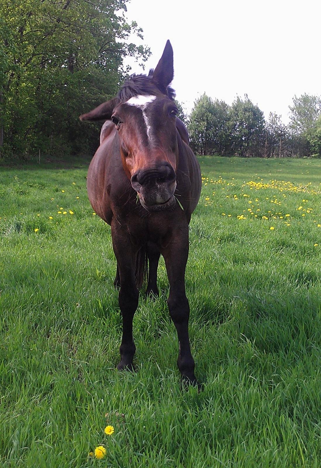 Dansk Varmblod Athene Bakkely billede 9