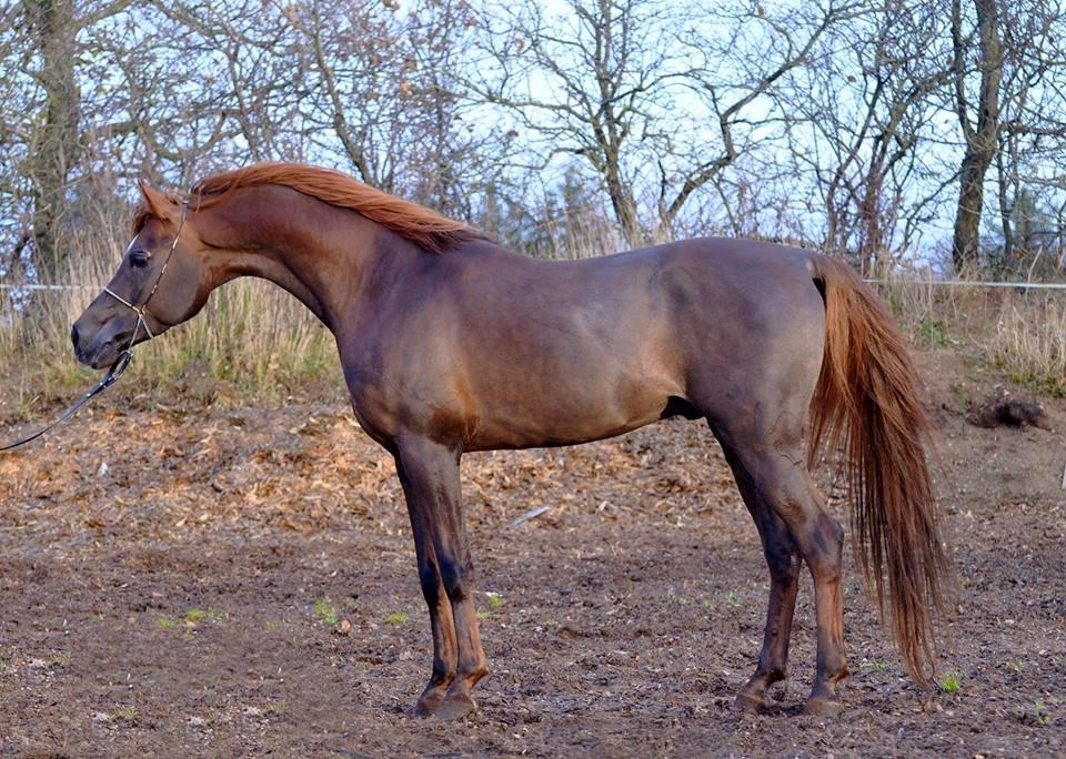 Arabisk fuldblod (OX) Kazio Fame billede 20