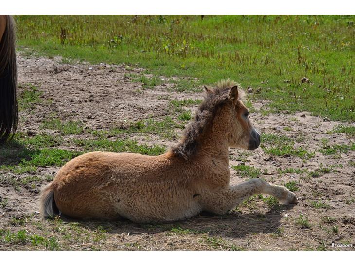 {{currentPhoto.altText}} billede {{currentPhoto.number}}