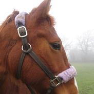 Fuldblod (XX) Fonny - (Min venindes)