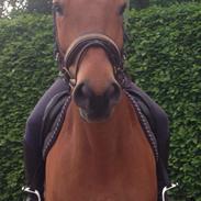 Anden særlig race Sonny boy