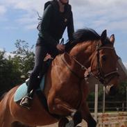 Anden særlig race Sonny boy