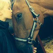 Anden særlig race Sonny boy