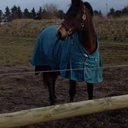 Anden særlig race Lucky