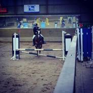 Hollandsk Sportspony Bijsterhoffs Dream Lady (My soulmate)