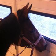 Hollandsk Sportspony Bijsterhoffs Dream Lady (My soulmate)