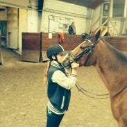 Hollandsk Sportspony Bijsterhoffs Dream Lady (My soulmate)