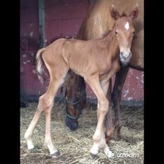 Palomino Holms Mr Dudditss