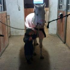 Welsh Mountain (sec A) Rosengårdens Penny Lane